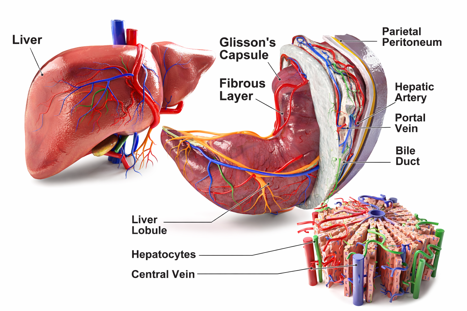 real human liver